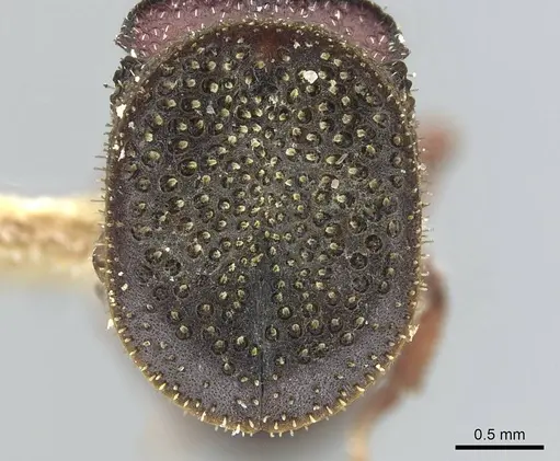 Cephalotes porrasi specimen CASENT0912610 image casent0912610_2