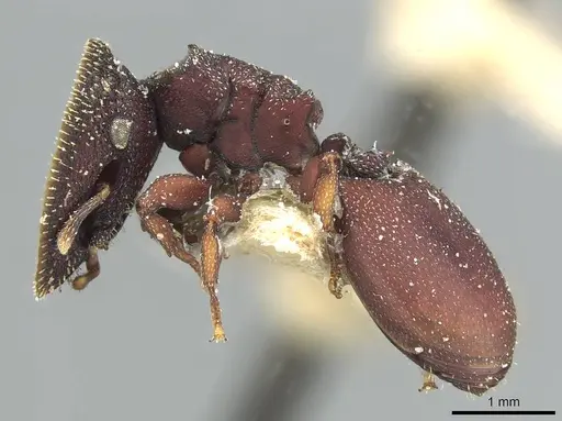 Cephalotes porrasi specimen CASENT0912610 image casent0912610_3