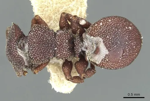 Cephalotes porrasi specimen CASENT0912611 image casent0912611_1