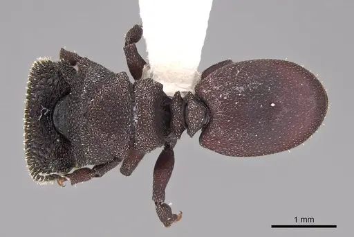 Cephalotes porrasi specimen CASENT0922522 image casent0922522_1