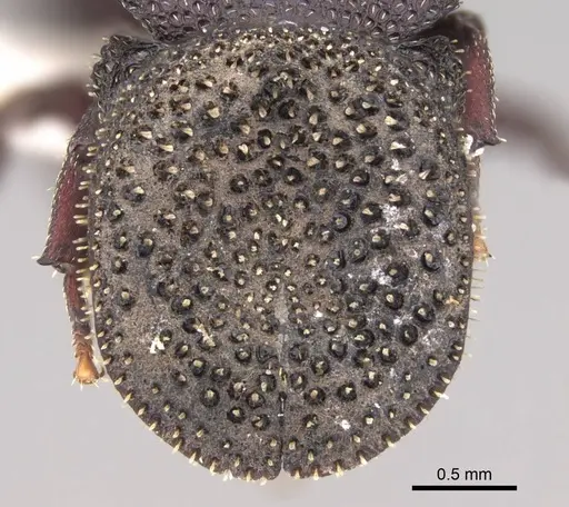 Cephalotes porrasi specimen CASENT0922522 image casent0922522_2