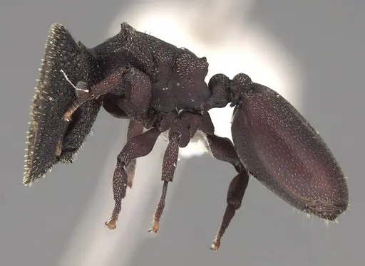 Cephalotes porrasi specimen CASENT0922522 image casent0922522_3