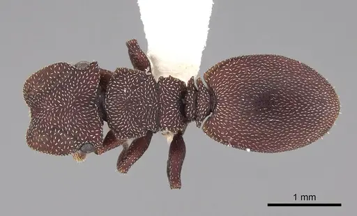 Cephalotes porrasi specimen CASENT0922523 image casent0922523_1