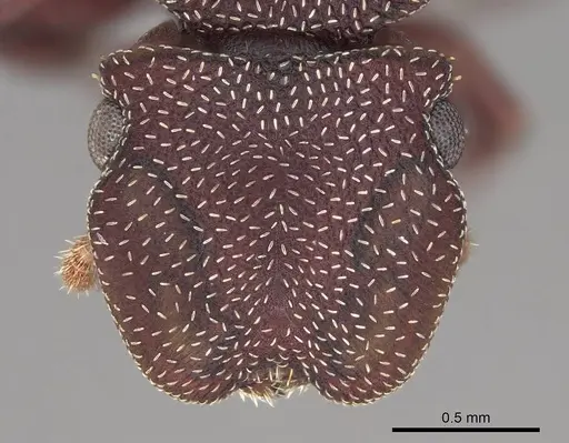 Cephalotes porrasi specimen CASENT0922523 image casent0922523_2