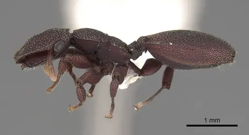 Cephalotes porrasi specimen CASENT0922523 image casent0922523_3