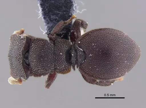 Cephalotes porrasi specimen CBUMAGENT41890 image cbumagent41890_1