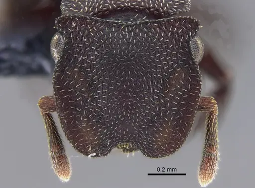 Cephalotes porrasi specimen CBUMAGENT41890 image cbumagent41890_2