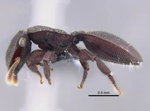 Cephalotes porrasi specimen CBUMAGENT41890 image cbumagent41890_3