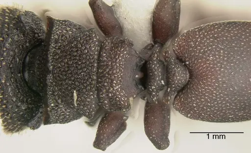 Cephalotes porrasi specimen INBIOCRI002281703 image inbiocri002281703_1