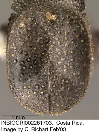 Cephalotes porrasi specimen INBIOCRI002281703 image inbiocri002281703_2