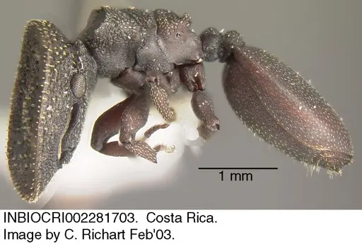 Cephalotes porrasi specimen INBIOCRI002281703 image inbiocri002281703_3