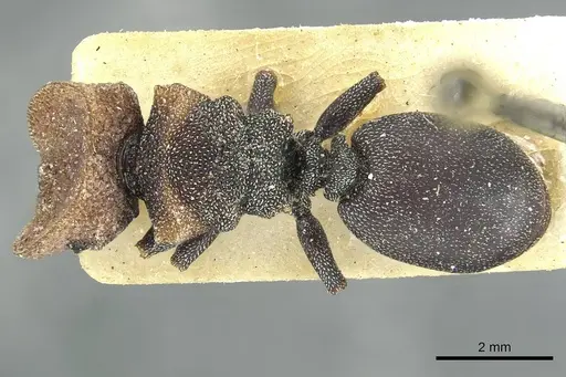 Cephalotes prodigiosus specimen CASENT0912616 image casent0912616_1