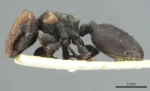 Cephalotes prodigiosus specimen CASENT0912616 image casent0912616_3