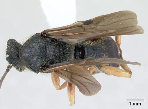 Cephalotes pusillus specimen CASENT0173701 image casent0173701_1