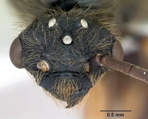 Cephalotes pusillus specimen CASENT0173701 image casent0173701_2