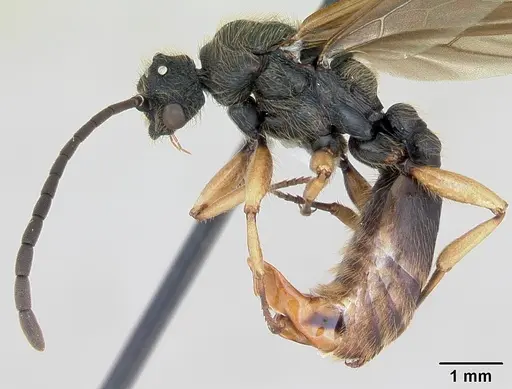 Cephalotes pusillus specimen CASENT0173701 image casent0173701_3