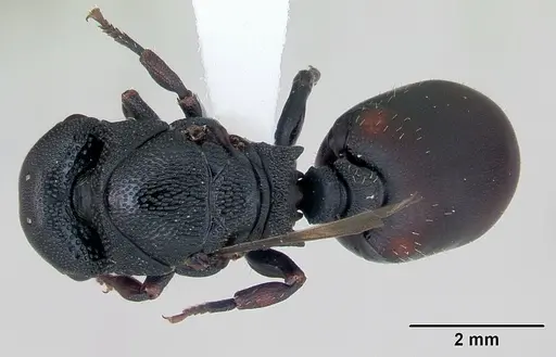 Cephalotes pusillus specimen CASENT0173702 image casent0173702_1