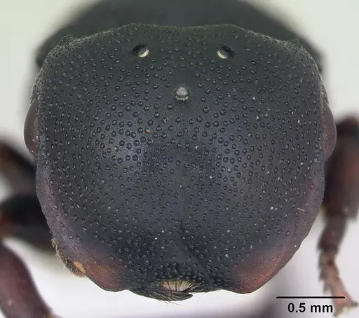 Cephalotes pusillus specimen CASENT0173702 image casent0173702_2