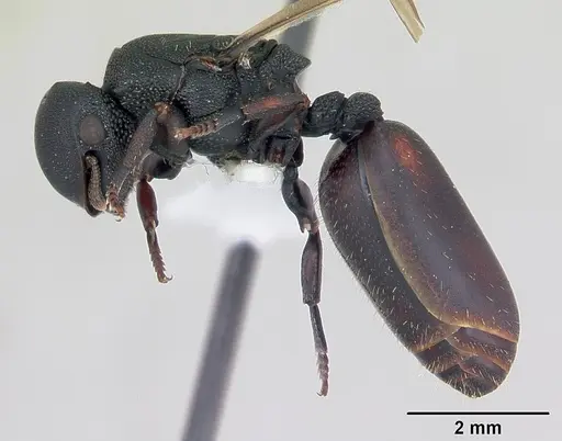 Cephalotes pusillus specimen CASENT0173702 image casent0173702_3