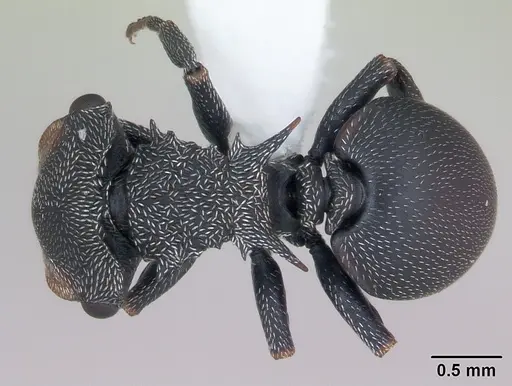 Cephalotes pusillus specimen CASENT0173703 image casent0173703_1