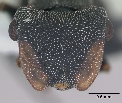 Cephalotes pusillus specimen CASENT0173703 image casent0173703_2