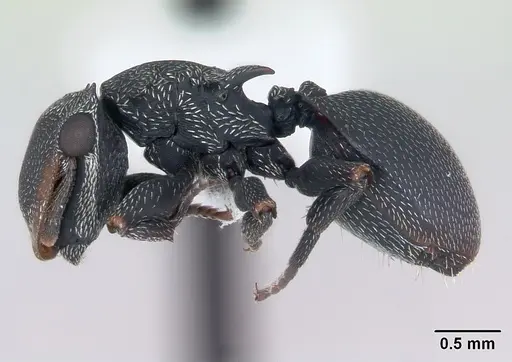 Cephalotes pusillus specimen CASENT0173703 image casent0173703_3