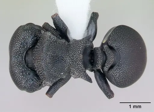 Cephalotes pusillus specimen CASENT0173704 image casent0173704_1