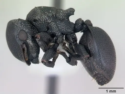 Cephalotes pusillus specimen CASENT0173704 image casent0173704_3
