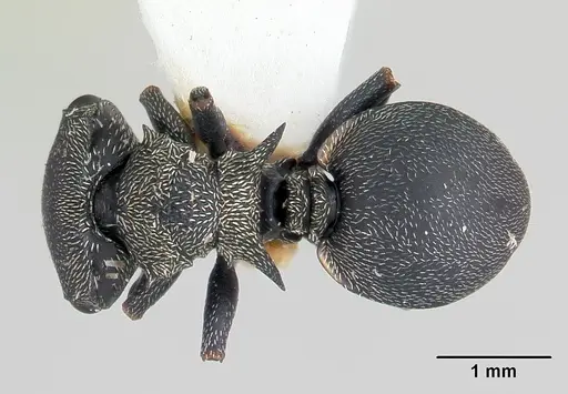 Cephalotes pusillus specimen CASENT0178648 image casent0178648_1