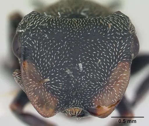 Cephalotes pusillus specimen CASENT0178648 image casent0178648_2