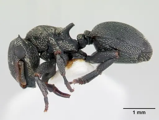 Cephalotes pusillus specimen CASENT0178648 image casent0178648_3