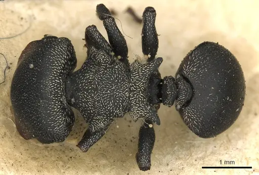 Cephalotes pusillus specimen CASENT0900237 image casent0900237_1