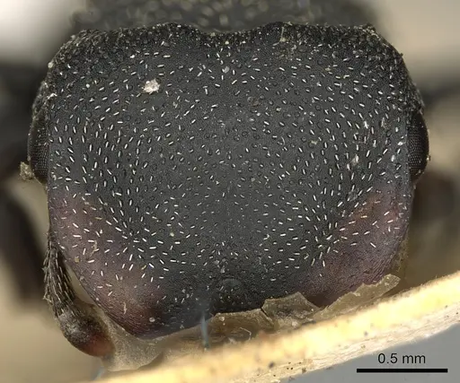 Cephalotes pusillus specimen CASENT0900237 image casent0900237_2