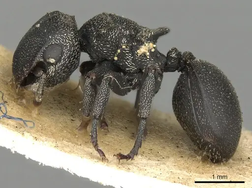 Cephalotes pusillus specimen CASENT0900237 image casent0900237_3