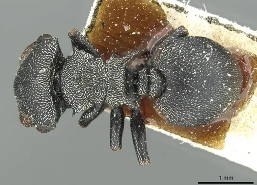 Cephalotes pusillus specimen CASENT0912617 image casent0912617_1