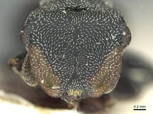 Cephalotes pusillus specimen CASENT0912617 image casent0912617_2