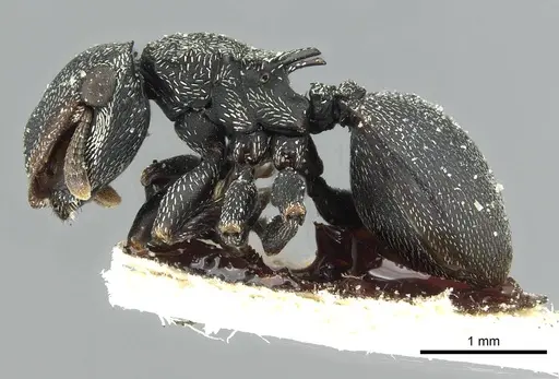 Cephalotes pusillus specimen CASENT0912617 image casent0912617_3