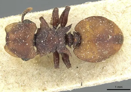 Cephalotes pusillus specimen CASENT0912618 image casent0912618_1