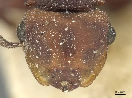 Cephalotes pusillus specimen CASENT0912618 image casent0912618_2