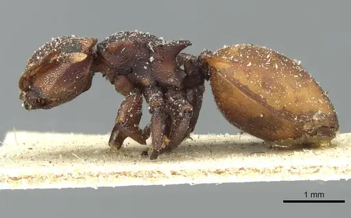 Cephalotes pusillus specimen CASENT0912618 image casent0912618_3