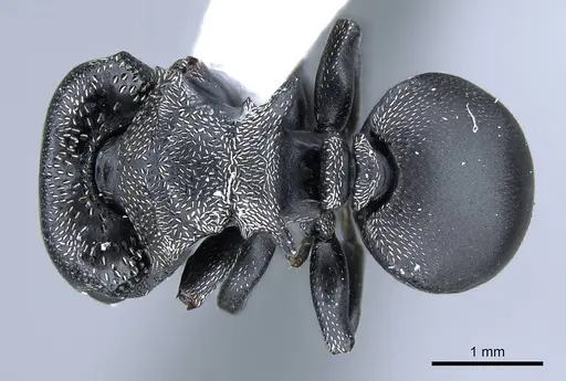 Cephalotes pusillus specimen CASENT0914467 image casent0914467_1
