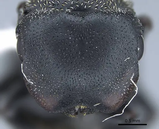 Cephalotes pusillus specimen CASENT0914467 image casent0914467_2