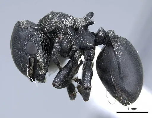 Cephalotes pusillus specimen CASENT0914467 image casent0914467_3