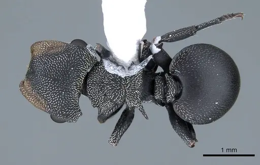 Cephalotes pusillus specimen CASENT0914468 image casent0914468_1
