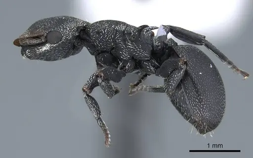 Cephalotes pusillus specimen CASENT0914468 image casent0914468_2