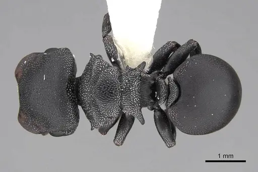 Cephalotes pusillus specimen CASENT0922612 image casent0922612_1