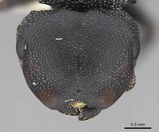 Cephalotes pusillus specimen CASENT0922612 image casent0922612_2