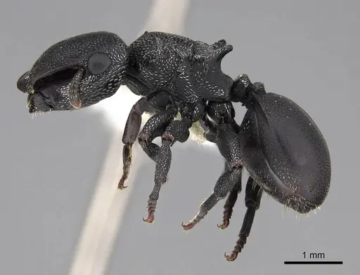 Cephalotes pusillus specimen CASENT0922612 image casent0922612_3