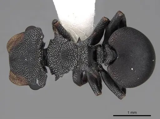 Cephalotes pusillus specimen CASENT0922613 image casent0922613_1