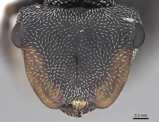 Cephalotes pusillus specimen CASENT0922613 image casent0922613_2